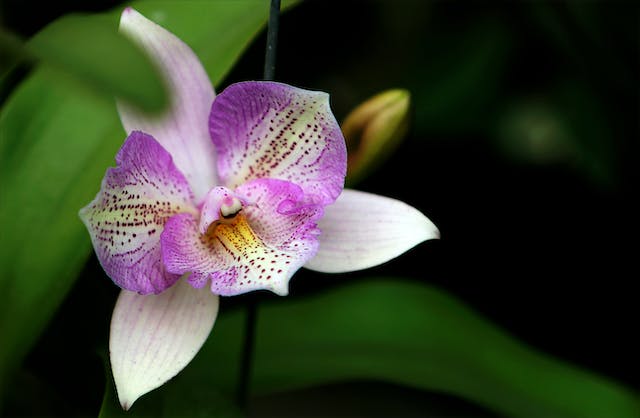 Melhor lugar para deixar a orquídea em casa